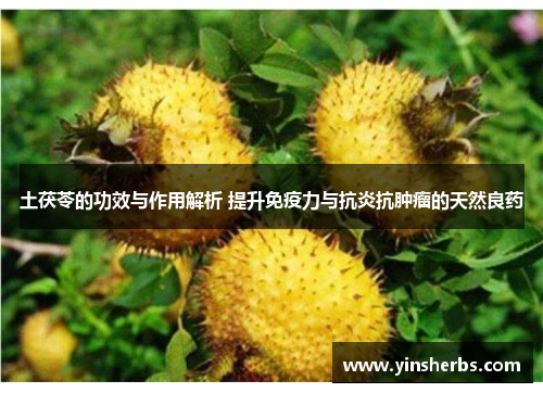 土茯苓的功效与作用解析 提升免疫力与抗炎抗肿瘤的天然良药