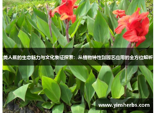 美人蕉的生态魅力与文化象征探索：从植物特性到园艺应用的全方位解析