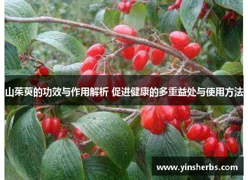 山茱萸的功效与作用解析 促进健康的多重益处与使用方法